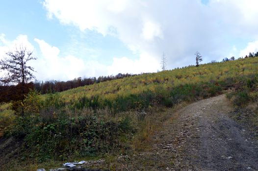 Under wooden slope with a small stone path