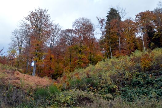 Undergrowth and sloping pine autumn colors