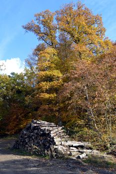 wood pile dead on a footpath with autumn color