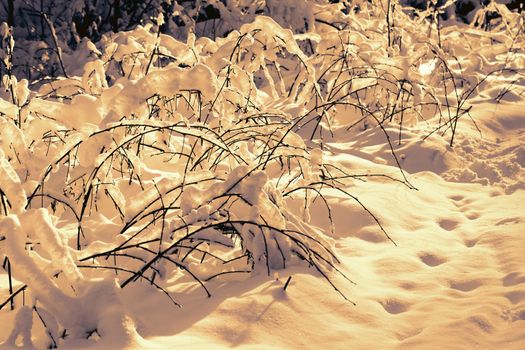 Branches of a small plant covered with snow in the sunset