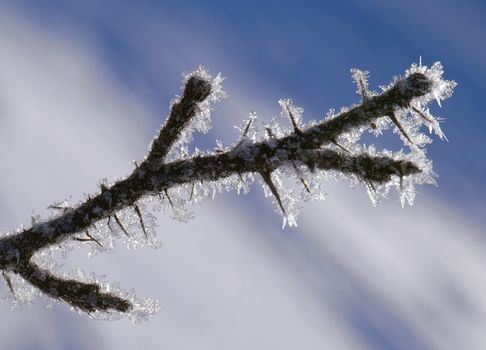 Twig covered with ice crystals, macro shot