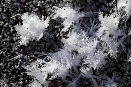 Big snow crystals on the ground, macro shot