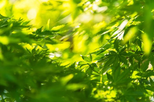 Green maple leaves, selective focus