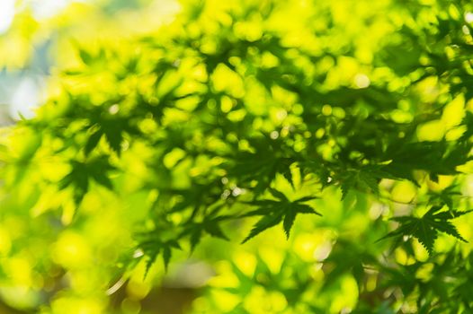 Blurred green maple leaves, Japan