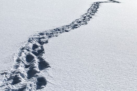 Footsteps in the deep snow on a sunny day