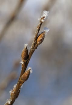 Frosty twig with buds in the early spring, macro shot