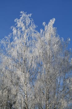 Birch trees covered with frost in the morning