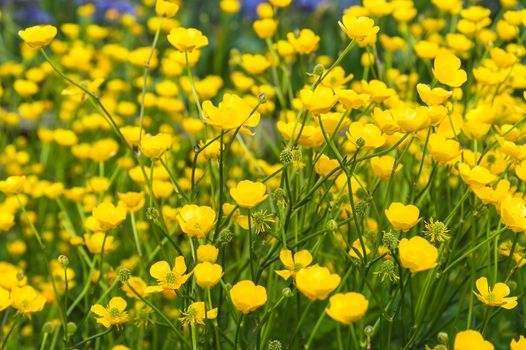 Lawn of the buttercup flower, selective focus