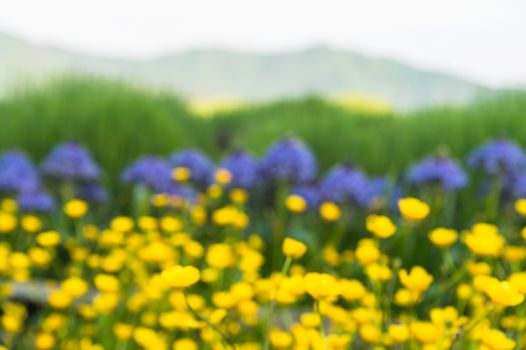 Blurred lawn of the buttercup flower, Japan