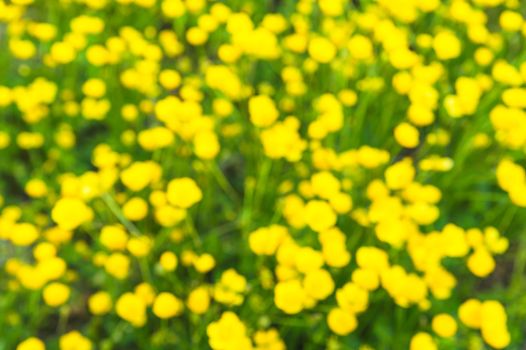 Blurred lawn of the buttercup flower, Japan