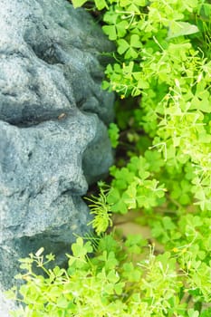 Green leaves and rock background texture, top view