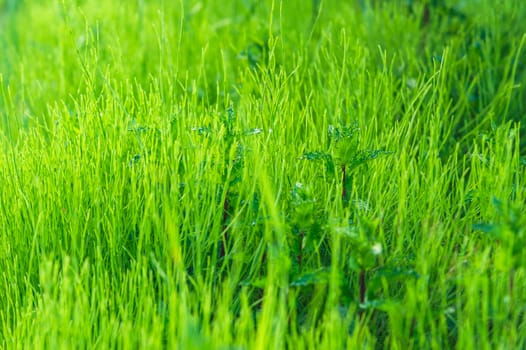 Green grass and lawn background texture