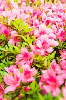 Pink Azalea flower blossom in a park , Japan