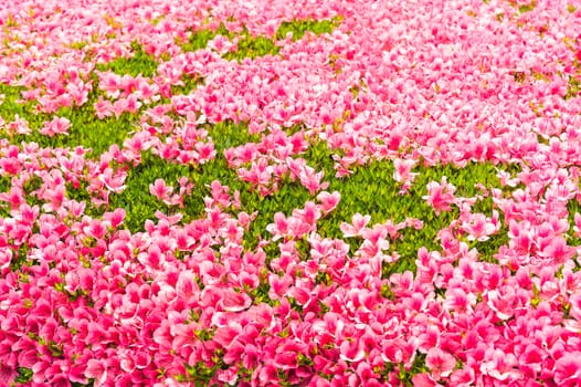 Pink Azalea flower blossom in a park , Japan