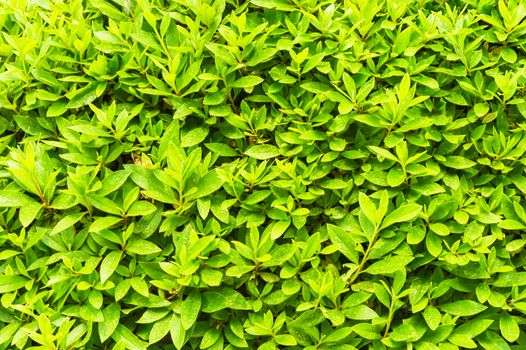 Green leaf, tiny green leaf, natural green background texture