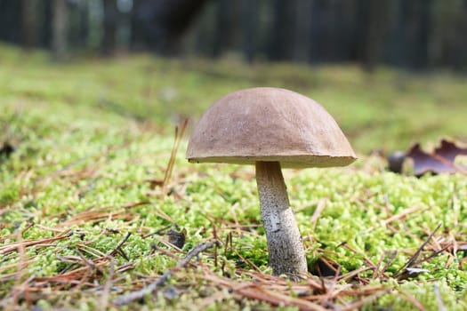 The brown-cap mushroom grow in the green moss wood, leccinum growing in the sun rays, close-up photo