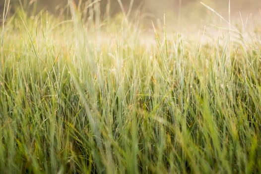 Fresh green grass with drops of morning dew before the dawn