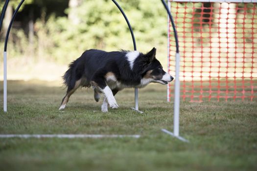 Border Collie, training hoopers