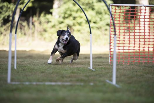 Appenzeller Mountain Dog training hoopers