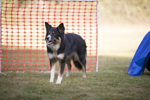 Border Collie in hooper training