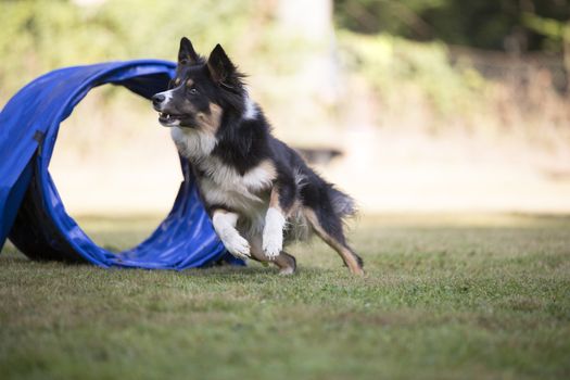 Border Collie running agility