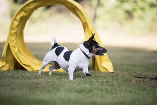 Jack Russell terrier running through agility tunnel
