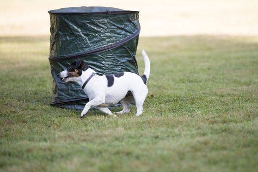 Jack Russell Terrier running