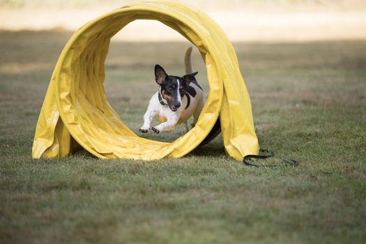 Jack Russell Terrier running through agility tunnel