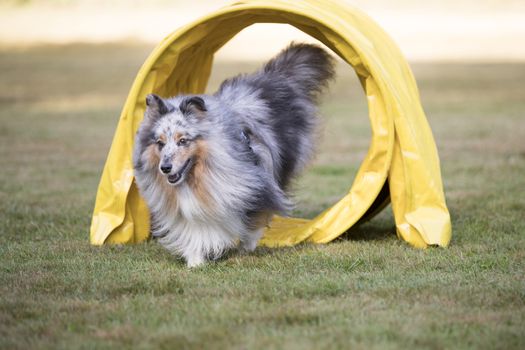 Shetland Sheepdog, Sheltie running throug agility tunnel