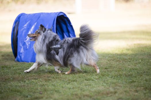 Shetland Sheepdog training agility