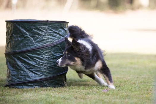 Border Collie dog, agility training