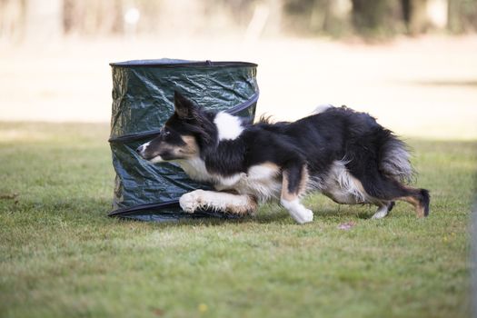 Border Collie running in hooper training