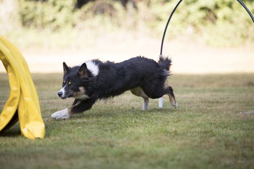 Border Collie dog running in training hoopers