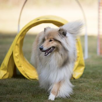 Scottish Collie training agility