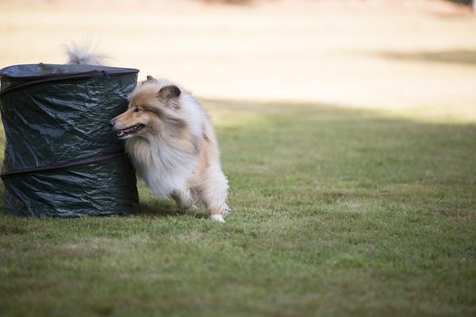 Scottish Collie training hoopers