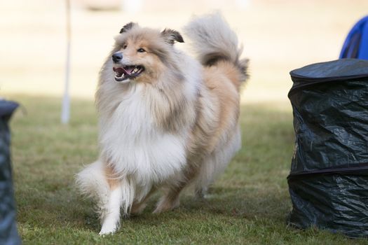 Scotch Collie running