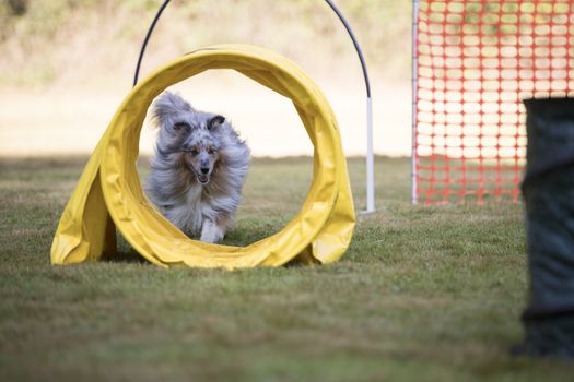 Shetland Sheepdog, Sheltie, with agility tunnel