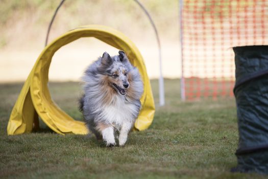 Shetland Sheepdog, Sheltie, training agility