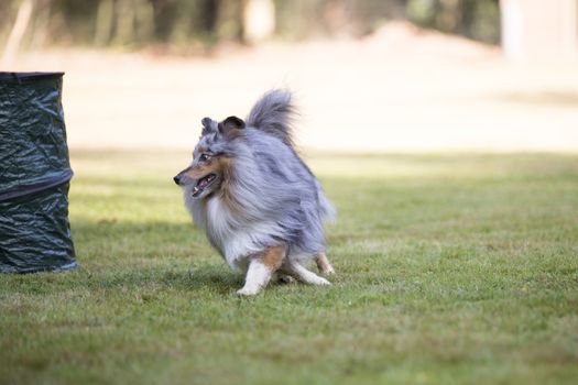 Shetland Sheepdog, Sheltie, runnig on grass