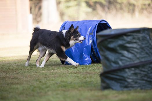 Border Collie training hoopers