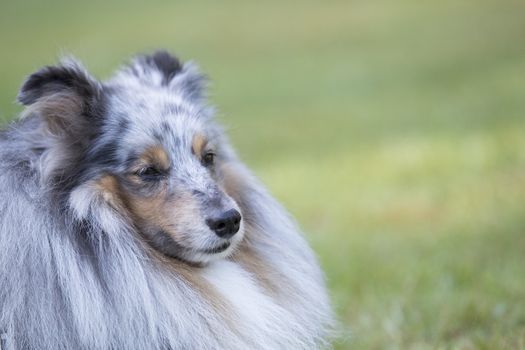 Headshot of a Shetland Sheepdog