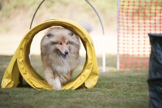 Scottish Sheepdog training hoopers