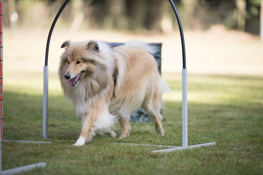 Scottish Sheepdog training hoopers