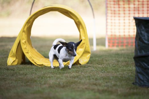 Jack Russell terrier training hoopers