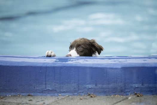 Border Collie, brown white, looking over the edge of a swimming pool