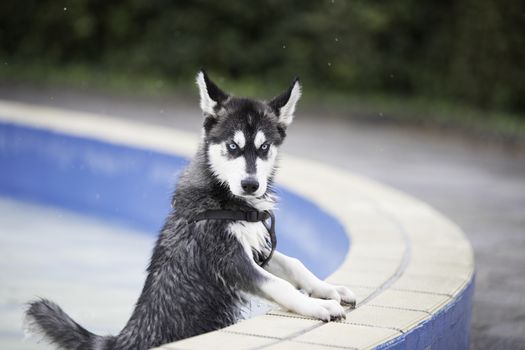 Husky dog puppy standing in swimming pool