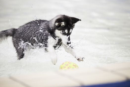 Husky dog puppy playing with ball in swimming pool