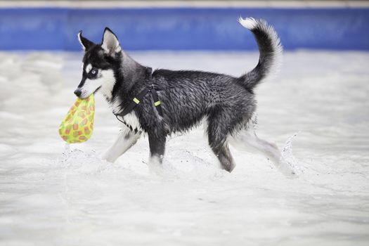 Husky dog puppy in swimming pool playing with toy