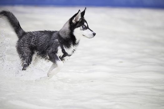 Husky dog puppy running in swimming pool