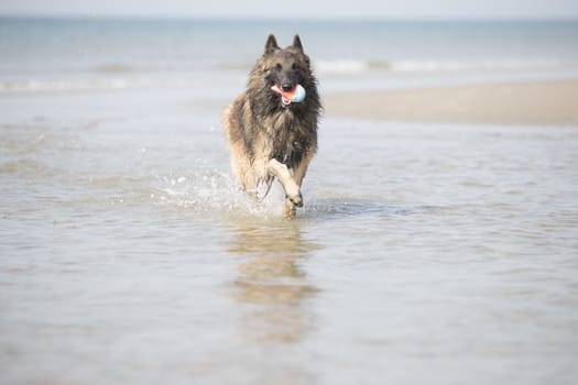 Dog, Belgian Shepherd Tervuren, running in the ocean with toy